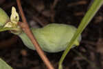 Slimleaf pawpaw